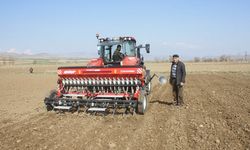 Aydıncık’ta Soğan Üretimine Tehdit Olan Pembe Kök Hastalığına Karşı Mikrobiyal Mücadele Başlatıldı