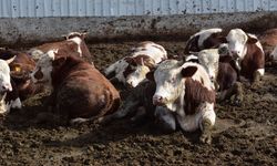 Yozgat’ta Kurban Kesimi İçin Güvenli Adres Belli Oldu: Mutluer Hayvancılık Belgesini Aldı