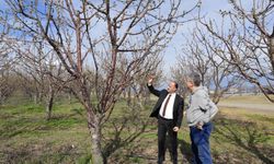 Yozgat’ta Zirai Don İncelemesi: Kabalı Köyü Meyve Bahçelerinde Risk Tespit Edilmedi