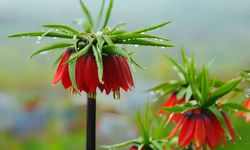 Koparan yandı! Bu çiçeğe dokunan 700 bin TL ceza ödüyor!