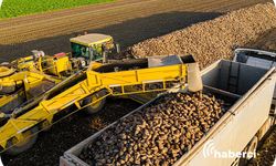 2026 Şeker Pancarı Alım Şartları Açıklandı! Çiftçiye “C Pancarı” Uyarısı