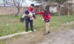 Yozgat’ta Jandarmadan Doğa Seferberliği: Yaralı Leylek Koruma Altına Alındı