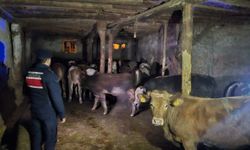 Yozgat’ta Kayıp 22 Büyükbaş Hayvan Bulundu: Jandarmadan Hızlı Müdahale