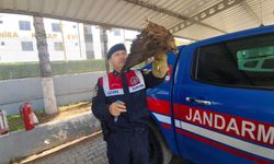 Boğazlıyan'da Yaralı Şahin Kurtarıldı