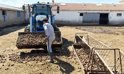 Yozgat’ta Maliyeti 10 Lira Olan Patates Hayvanlara Azık Oldu