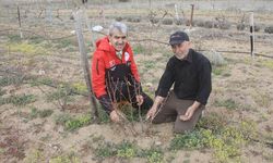 Yozgat'ta Aronya Seferberliği: Çiftçilere Uygulamalı Budama Eğitimi