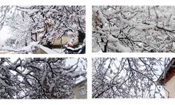 Yozgat’ta Bahar Yerini Kara Bıraktı: Çiçek Açan Ağaçlar Kar Altında, Don Riski Alarmı