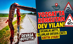 Yozgat’ta Korkutan Görüntü! Dev Yılan Ortaya Çıktı, Vatandaşlara Kritik Uyarı
