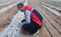 Yerköy’de domates üreticilerine tarla ziyareti