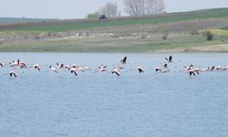 Yozgat’ta, Kalecik ve Çankırı’da 7 sulak alanda doğa incelemesi