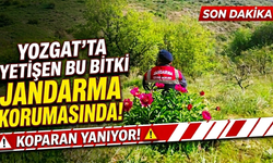 Yozgat’ta yetişen bu bitki Jandarma korumasında! Koparan yanıyor