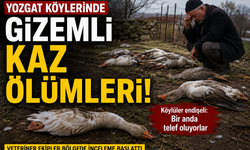 Yozgat Köylerinde Gizemli Kaz Ölümleri! Köylüler Endişeli: Bir Anda Telef Oluyorlar