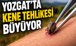 Uzmanlar Yine Uyardı: Yozgat’ta Kene Tehlikesi Büyüyor