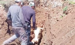 Sorgun’da Çukura Düşen İnek İş Makinesiyle Kurtarıldı