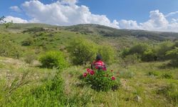 Cehrilik Lalesi İçin Alarm! Yozgat’ta Koruma Seferberliği
