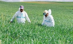 Yozgat’ta Süne Mücadelesi Başladı: 1,5 Milyon Dekarda Hububat Tarlaları Kontrol Ediliyor