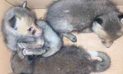 Yozgat’ta sevimlilikleri ile hayran bıraktılar