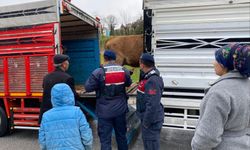 Yozgat’ta Jandarma Harekete Geçti: Çalınan Hayvanlar Kurtarıldı