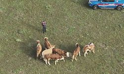 Yozgat’ta Kayıp 7 Büyükbaş Hayvan Drone Desteğiyle Bulundu!