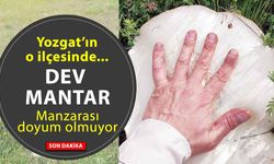 Yozgat’ta Dev Mantarlar Görenleri Şaşkına Çevirdi! Karadeniz Gibi Yozgat!