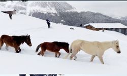 Artvin Şavşat’ta Duygulandıran Kurtarma: 90 Gün Aç Kalan Atlar Ağaç Yiyerek Hayatta Kaldı