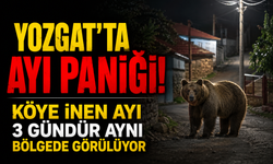 Yozgat'ta Ayı Paniği! Köye İnen Ayı 3 Gündür Aynı Bölgede Görülüyor