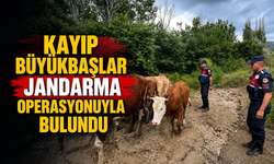 Kayıp Büyükbaşlar Jandarma Operasyonuyla Bulundu