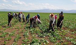 Mevsimlik Tarım İşçileri İçin Yeni Dönem! Yozgat Dahil 81 İle Talimat Gönderildi