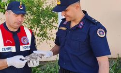 Yozgat’ta Minik Misafire Jandarma Sahip Çıktı