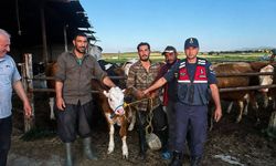 Yenifakılı’da Kayıp Büyükbaş Hayvan Sahibine Teslim Edildi