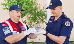 Yozgat’ta cezaevi çatısından düşen yavru baykuşa jandarma şefkati