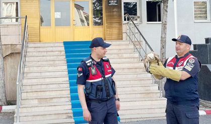 Yozgat’ta Yaralı Şahin İçin Jandarma Seferber Oldu!
