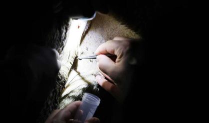 Sivas ve Yozgat'ta Kene Alarmı: Uluslararası Ekip Sahada!