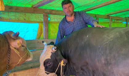Yozgat'ta Yetiştirdi: Kocaeli'nde Satacak!