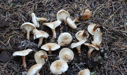 Yozgat Valiliği’nden Hayati Uyarı: Ölüm Saçıyor!