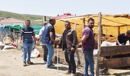 Yozgat Kurban Pazarı'nda Bu Yıl Fiyatlar Ne Kadar? Küçükbaş ve Büyükbaş Güncel Rakamlar