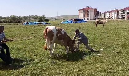 Yozgat'ta kaçan kurbanlık kameralara yansıdı