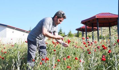 Yozgat Kırmızıya Büründü: Gelincikler Görsel Şölen Sunuyor!