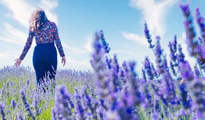 Yozgat’ta Mor Ziyafet: Lavantalar Çekerek’i Renklendirdi