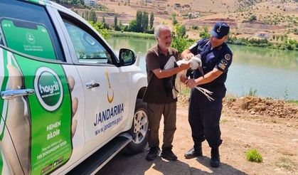 Yozgat’ta Yaralı Leyleğe Jandarma Şefkati!