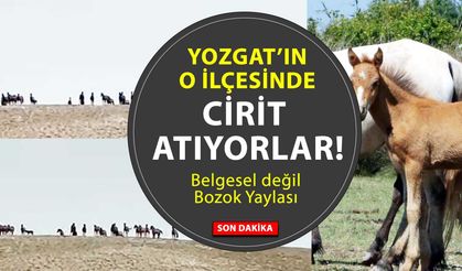 Çayıralan’da Yılkı Atları Görüldü: Doğayla İç İçe Görsel Şölen!