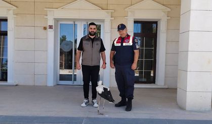 Yozgat’ta Yaralı Leylek Tedaviye Alındı