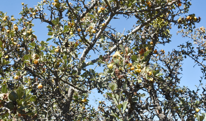 Yozgat’ın şifalı dağları: yiyen gençleşiyor!