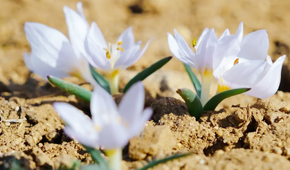Yozgat’ın Çiçekleri Her Mevsim Farklı Renkli: O İlçeden Yansıyanlar Kartpostal Gibi