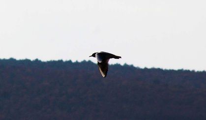 Bir Santimetrekareden Görünenler Erdoğan Budak’ın Objektifinde…