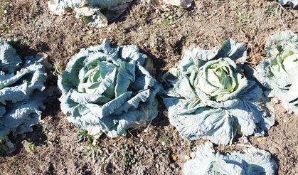 Yozgat’ta lahana almak istiyorsanız bu tarlaya koşun!