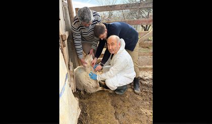 Aydıncık’ta Şap Hastalığına Karşı Sero-Survey Çalışması Tamamlandı