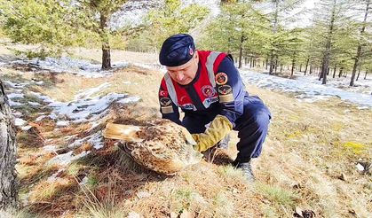 Yozgat’ta yaralı şahine jandarma şefkati