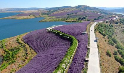 Çekerek Lavanta Parkı Yaz Sezonuna Hazırlanıyor: 11 Bin Metrekarelik Alanda Yenileme Çalışması