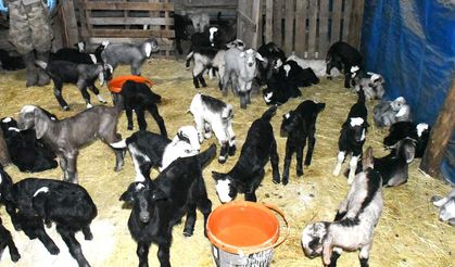 Kireçle Hayvan Kayıplarını Önledi